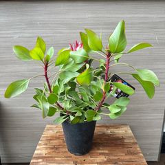 【3本立ち】④ プロテア リトルプリンス 5号 現品 オージープランツ 花芽付き ③