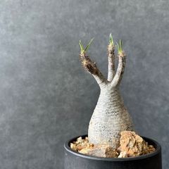 パキポディウム　グラキリス 多頭発根済み鉢植え（検 塊根植物　多肉植物　パキプス パキポディウム グラキリス 多頭 Pachypodium gracilius 発根済