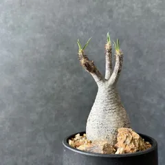 オテロイ実生＆ヘクチア レピドフィラ　ハビタットスタイル　子株付き極美株！鉢付き オテロイ実生＆ヘクチア レピドフィラ ハビタットスタイル 子株