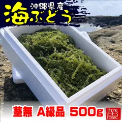 【送料無料】沖縄県産 生 海ぶどう A級品茎無し 500g