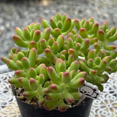 多肉植物　ルビーティント　25苗限定❣ 2025.1.25 #みんな大好き乙女心 #寄せ植えで大活躍ルビー