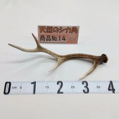 天然 鹿の角 No.13 - メルカリ