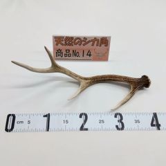 鹿の角　13本まとめて 日本鹿 鹿の角 （13本） - メルカリ
