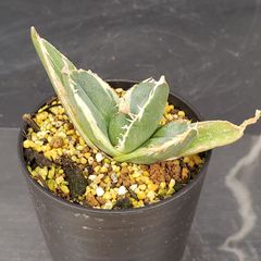 J620【自社養生株】アガベチタノタ　南アフリカダイヤモンド（斑入り・発根株・鉢植え）【多肉植物】