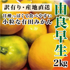 【由良早生】和歌山県有田郡産 有田みかん ゆら早生 早生 2㎏入り 初採れ 和歌山みかん 紀州みかん 有田みかん 和歌山 みかん 蜜柑 極早生みかん 極早生 産直 産地直送 低農薬栽培 10月10日より順次出荷 フォロー割