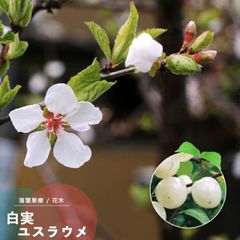 果樹苗 ユスラウメ 苗木 白実 ゆすらうめ 接木 4.5号(直径13.5cm) ポット苗 果樹苗木 落葉樹 花木 ユスラ梅