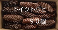 ドイツトウヒ(90個) 松ぼっくり 自然 素材 工作 オーナメント 送料無料
