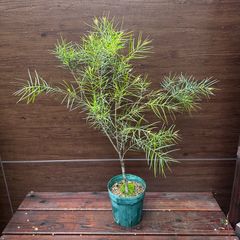④ アカシア フェニックスゴールド 6号 オージープランツ