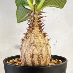 沖縄実生！超緑！最高！ボンバックス！ 沖縄実生！超緑！最高！ボン