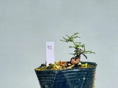 パキプス　まとめ売り Yahoo!オークション -「パキプス」(その他) (観葉植物)の落札