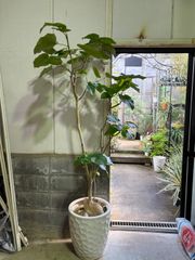 フィカス・ウンベラータ　尺鉢　引き取り限定　ゴムの木　観葉植物　大きい葉　ハート　リビング　人気　インテリア　グリーン　玄関　耐陰性