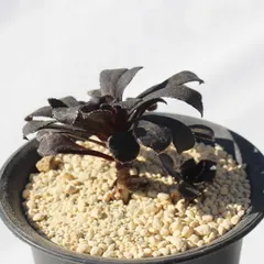 dショッピング |（多肉植物）コノフィツム ビロブム ssp