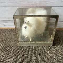 昭和レトロ スピッツ ポメラニアン カラーバージョン グラス