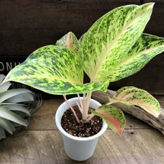 超希少❗️アグラオネマパールオブタイランド新葉展開中✨️ 超希少❗️アグラオネマパールオブタイランド新芽付✨️