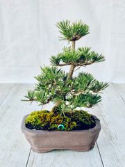 黒松　千寿丸　盆栽　くろまつ　せんじゅまる