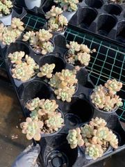 抜き苗 ラウル MY7×18株 ふっくら 多肉植物 エケベリア サボテン 韓国苗 新入荷