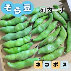 福岡県産 河内一寸そら豆 ネコポスいっぱい★農薬不使用