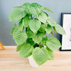 現品］20番 カシワバゴムの木 フィカス リラータ ストレート 8号