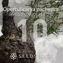 SEEDSTOCK - メルカリShops