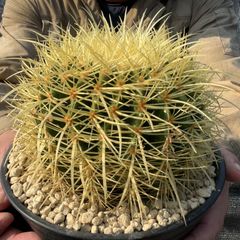 【鉢ごと発送】【送料込】 サボテンの王様！金色サボテン / 金鯱（キンシャチ） 7寸 平鉢21号 / 【現品】25-7-5-02