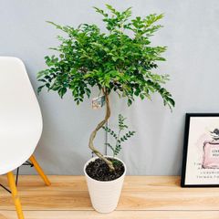 ［現品］13番　シマトネリコ　曲がり　8号　観葉植物　大型　屋外　ベランダ　おしゃれ