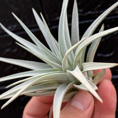 白さ際立つトリコーム＊ チランジア メリディオナリス Tillandsia meridionalis＊エアプランツ＠フラワーショップ江口