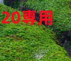 20専用