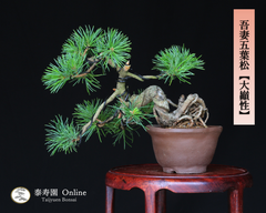 吾妻五葉松【大巓性】ダイテンショウ 実生 根上り 小品盆栽【泰寿園 Online】現品 一点物 盆栽 松柏 室内 鑑賞 趣味 卓上盆栽 盆栽鉢 グリーン 和 ギフト プレゼント 贈答品 ミニ盆栽 誕生日 母の日 父の日 敬老の日 記念日 お祝い 48
