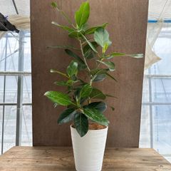 フィカス ベンガレンシス オードリー Ficus benghalensis 'Audrey' 現品 クワ科 フィカス属 観葉植物 観葉 植物 斑入り 斑 インテリア おしゃれ おすすめ プレゼント かわいい グリーン 開店祝い 新築祝い お祝い 祝い 贈り物