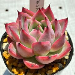 ボンファイア　多肉植物　エケベリア　韓国苗