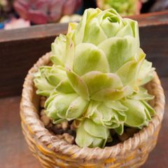 JU056	グリーノビア錦	【イータニク】多肉植物　韓国苗　第四種郵便発送