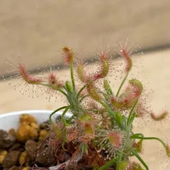 2024年最新】ピグミードロセラ 食虫植物の人気アイテム - メルカリ