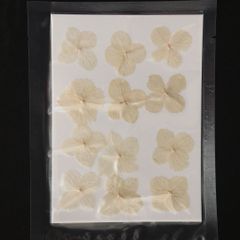 1シート 12個 押し草 押し花 花材 封入素材 ドライフラワー レジン レジン材料 レジン素材 自然素材 OS-00020