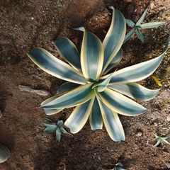 アガベ　ウェベリー アリゾナスター　AGAVE　60㎝