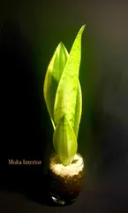 2025年最新】サンスベリア シルバーローレンティの人気アイテム - メルカリ 