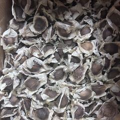 モリンガの種60粒くらい【原産国インドから良質のモリンガの種が届いております。】 #モリンガ  #moringa