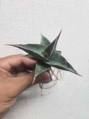 2025年最新】サンセベリア ピングイキュラの人気アイテム - メルカリ