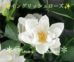 ☆歳末感謝祭☆　✨珍しいレンゲ咲き✨　切り花品種　バラ苗　挿し木