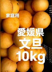 愛媛県産　文旦　柑橘　10kg