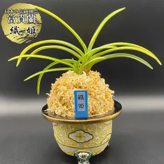 カ*ん様 錦鉢　風蘭　富貴蘭　オモト　万年青　園芸　長生蘭　インテリア　植物　植 錦鉢 風蘭 富貴蘭 オモト 万年青 園芸 長生蘭 インテリア 植物