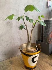 ボンバックス　プセウドボンバックス　大きめ　塊根植物　６号