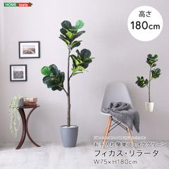 直接引き取り限定 フィカス・ウンベラータ約160cm 名古屋市西区 観葉