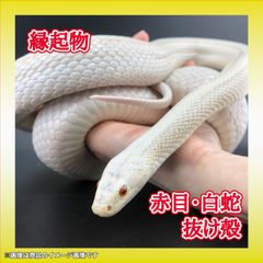 赤目・白蛇の抜け殻　一本物　幼蛇　全長83cm　A-9