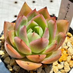 スウィートピンク　多肉植物　エケベリア　韓国苗