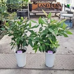 2025年最新】アマゾンオリーブ 観葉植物の人気アイテム - メルカリ