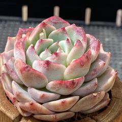 4月出品