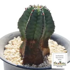 アノプリア ユーフォルビア 2号ポット トウダイクサ科 多肉植物 根付苗 多肉永遠