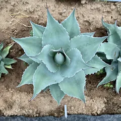 2025年最新】アガベ 大型の人気アイテム - メルカリ