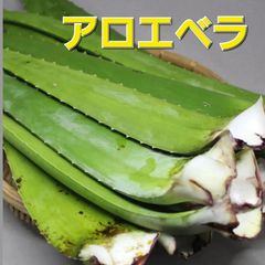 【食用アロエ】沖縄県産 アロエベラ 生葉　約１Ｋｇ