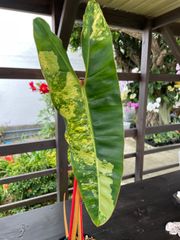 【激レア】　フィロデンドロン ビレッティア 斑入り　Philodendron Billietiae variegate